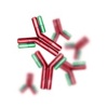 antibody-cmv