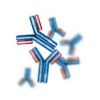 antibody-hsv
