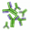 VZV gE Monoclonal Antibody - 1 mg