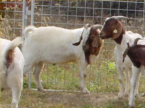 Goat Antibody
