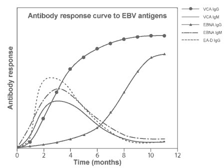 EBV Ab Profile02
